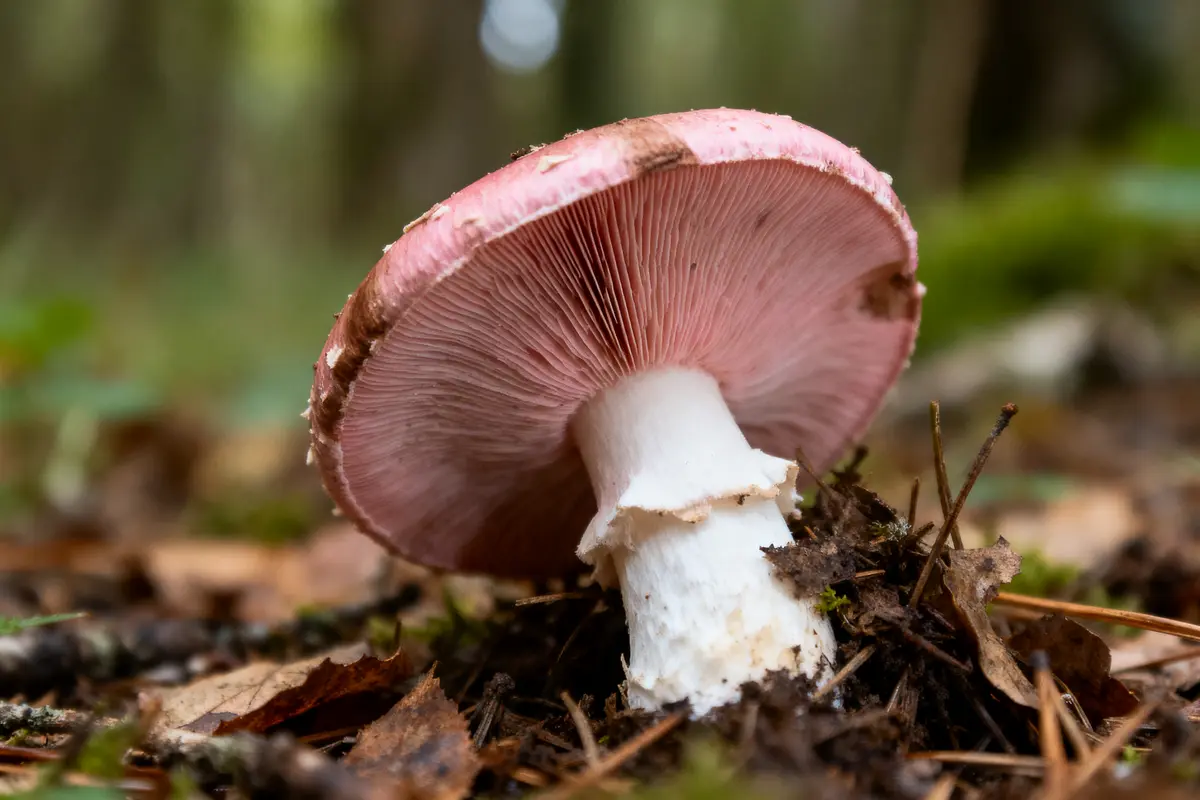 Champignon à chapeau rose et lamelles, poussé sur sol forestier avec feuilles mortes et brindilles autour.