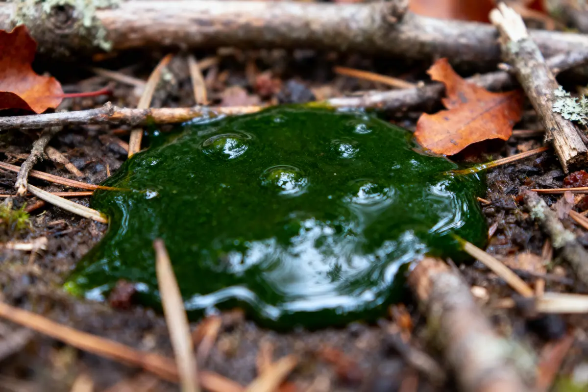 Gélatine verte posée sur terre avec brindilles et feuilles mortes autour, ambiance forestière naturelle.