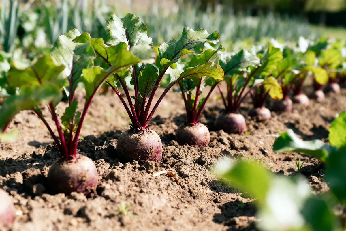 Ligne de betteraves poussant dans un sol fertile, sous le soleil, avec des feuilles vertes.
