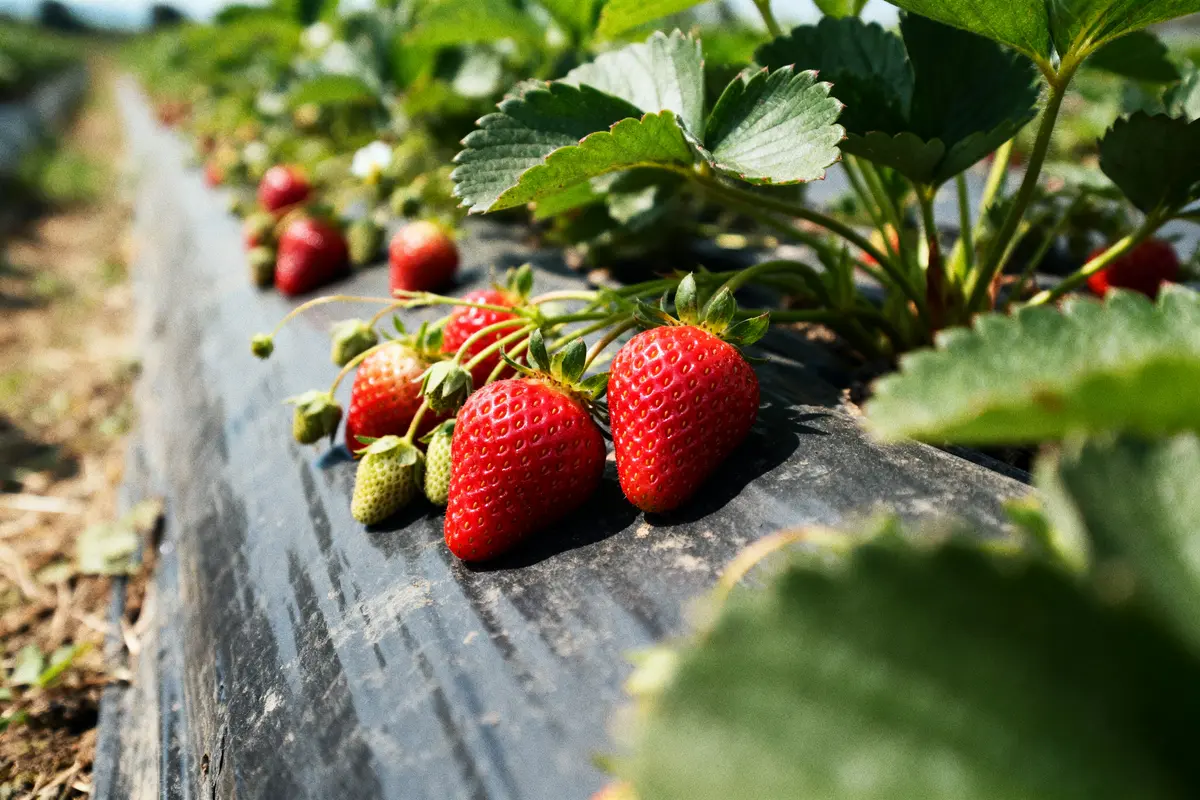 Fraises rouges mûres et feuilles vertes dans un champ, exposées au soleil, prêtes pour la récolte.