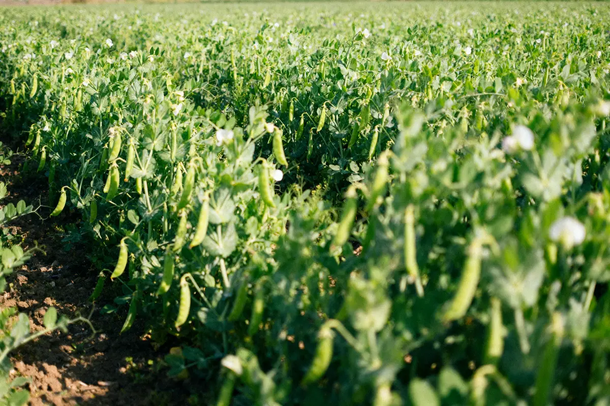 Champ verdoyant de plants de pois avec gousses mûres et fleurs sous le soleil.