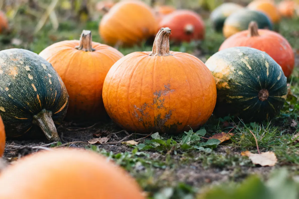 Citrouilles orange et vertes posées sur de l'herbe dans un champ. Atmosphère automnale.