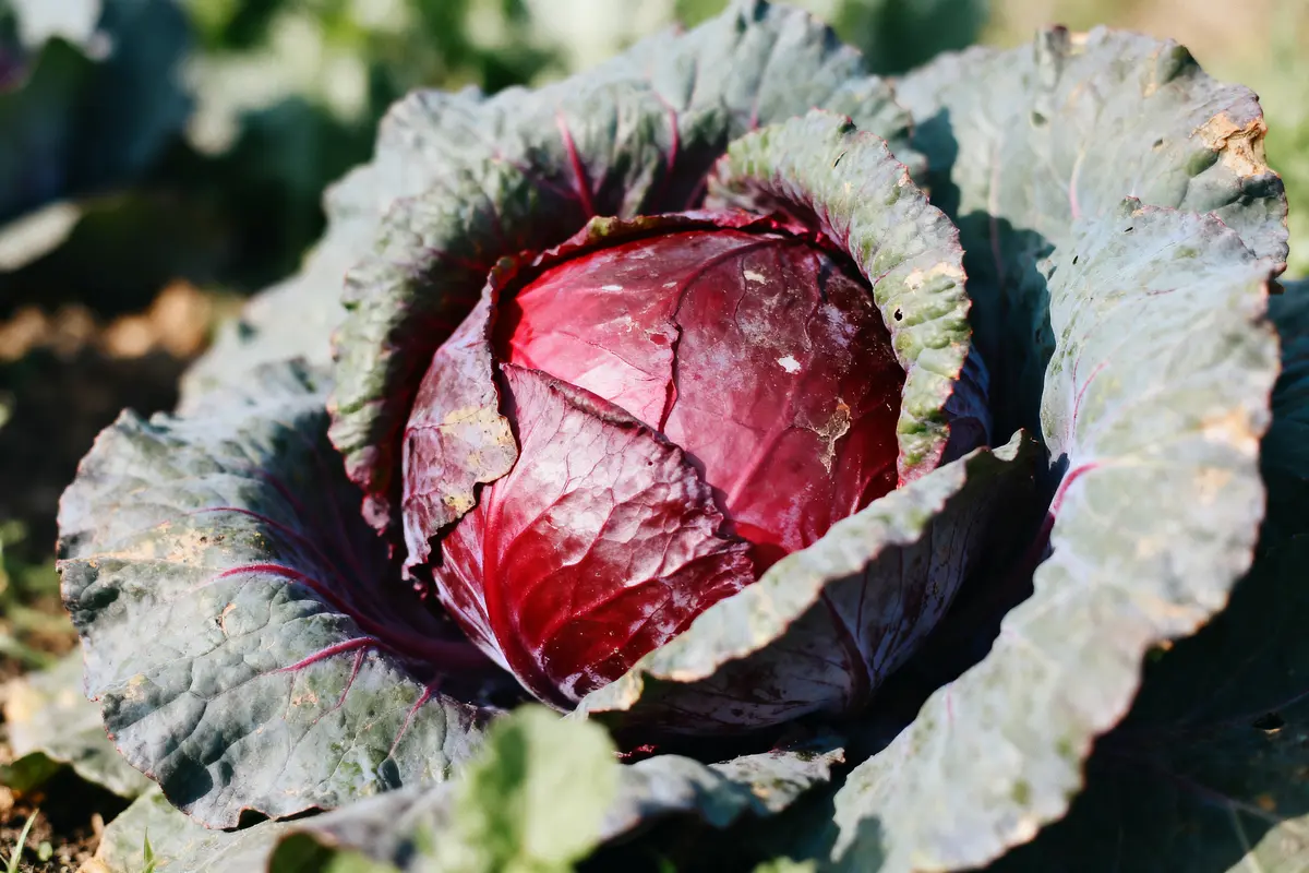 Bienfaits du Chou Rouge : 6 Vertus Inattendues Pour Votre Santé !