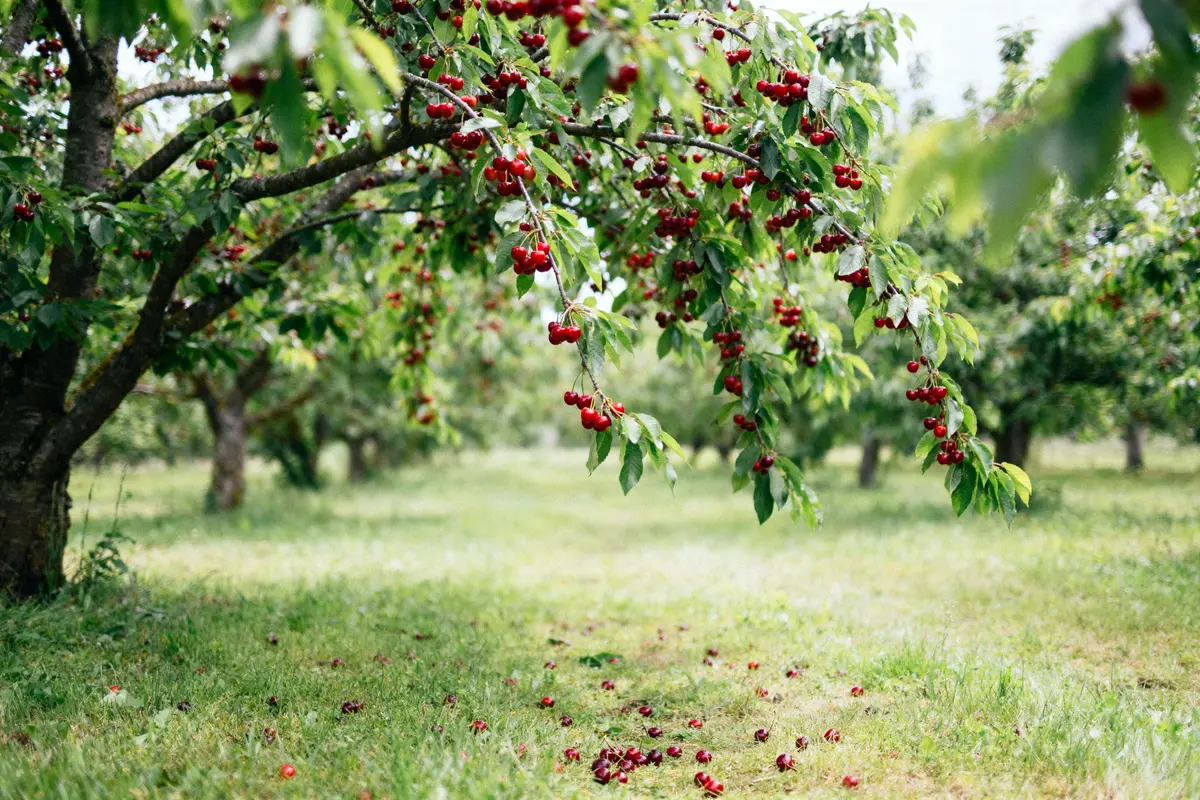 Saison de la Cerise : Quand cueillir et déguster ?