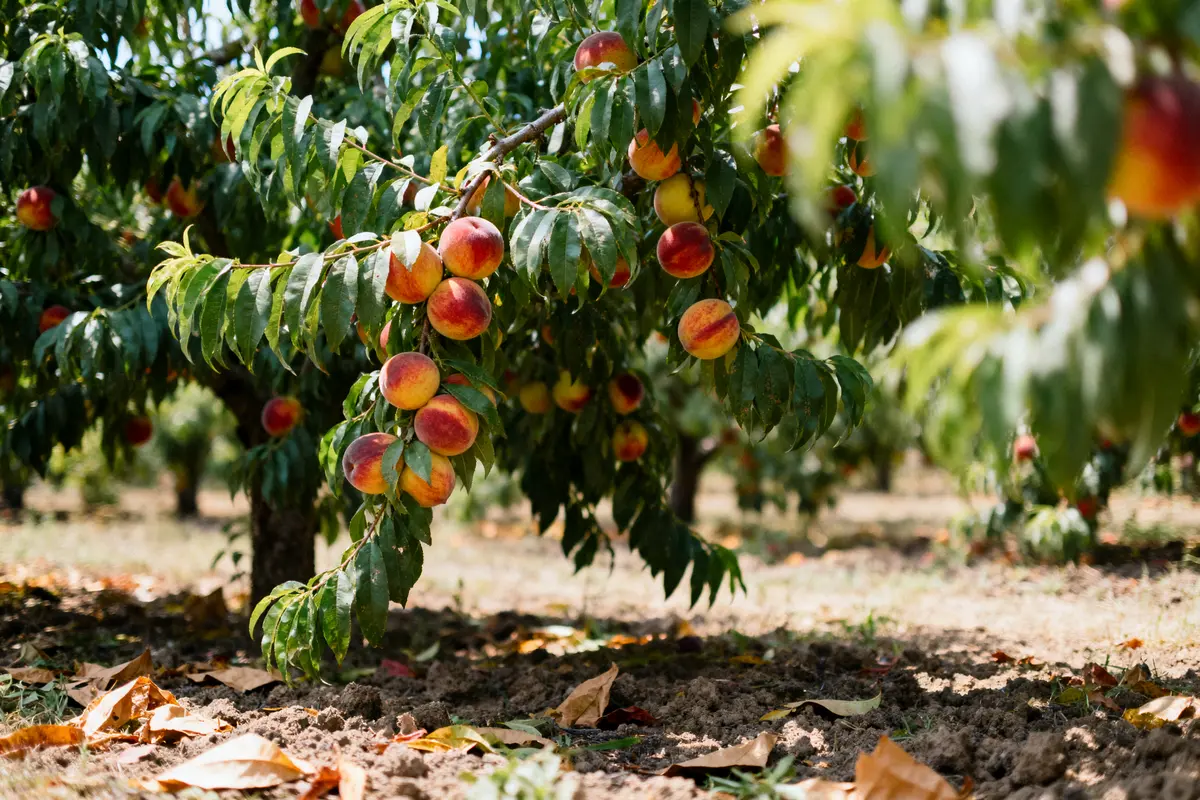 Saison de la nectarine : Calendrier et variétés essentielles
