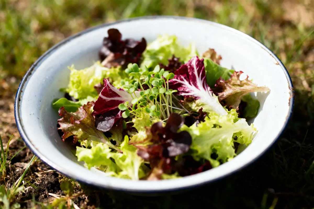 Salade mesclun : 5 recettes savoureuses à découvrir !