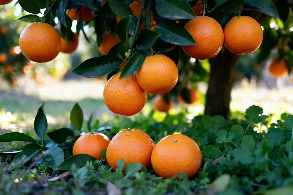 Saison des clémentines : dates, variétés et conseils pratiques