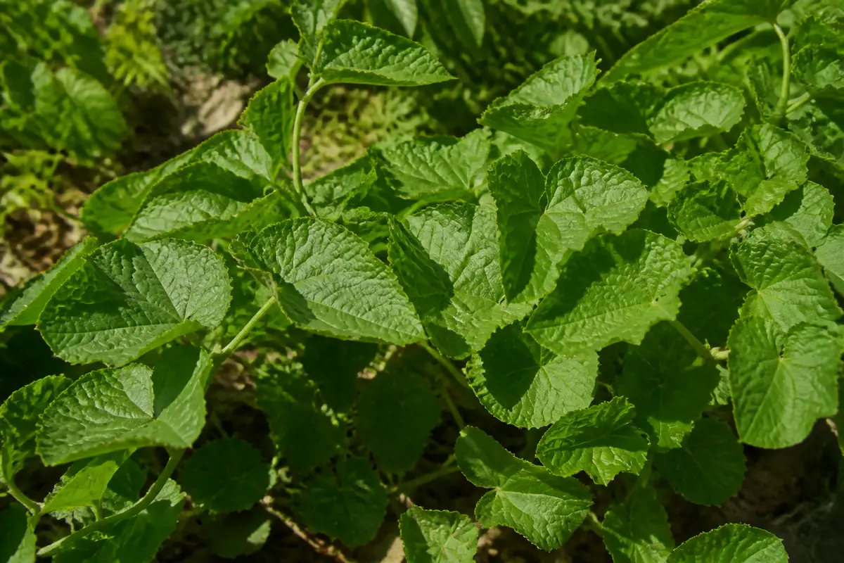 Fane de Radis toxique : mythes, bienfaits et précautions à prendre