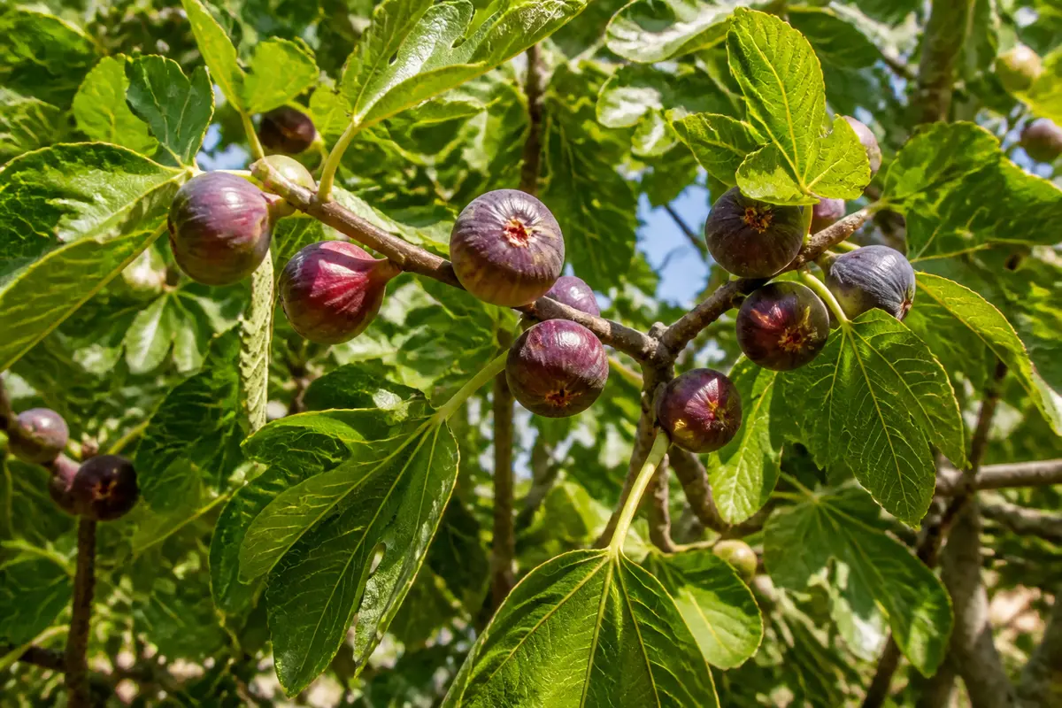 Saison des figues : calendrier, récolte et astuces pour bien choisir