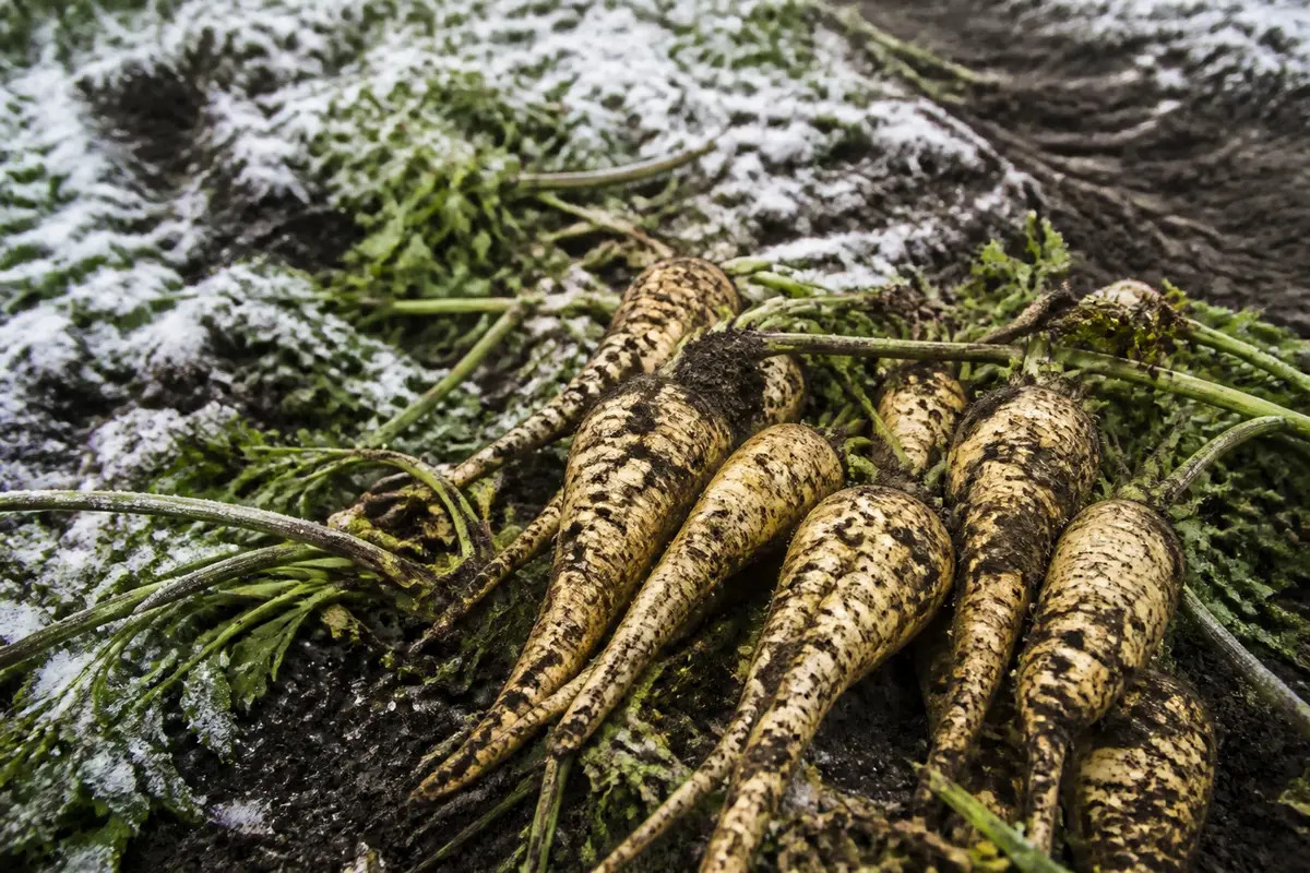 Saison du panais : calendrier, culture et astuces pour bien choisir